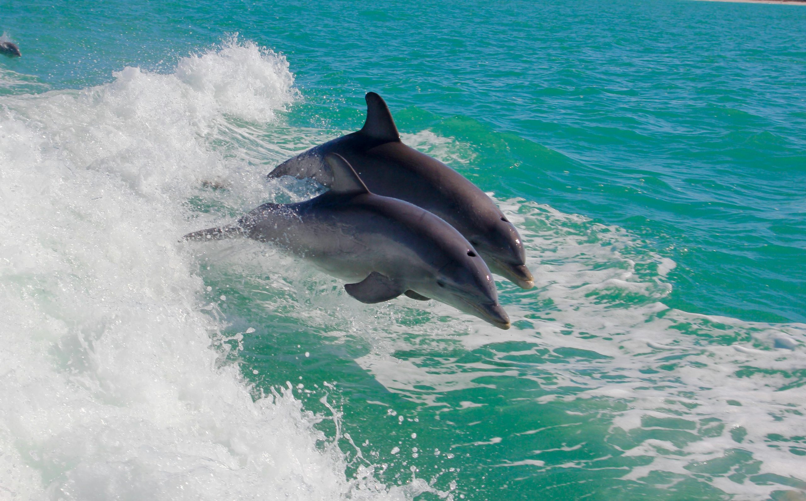 Dolphins jumping in the water - swim with the dolphins at Shell Island